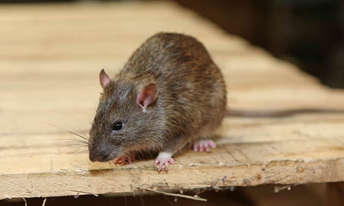 Rodents Control