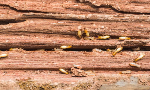 Termites Control