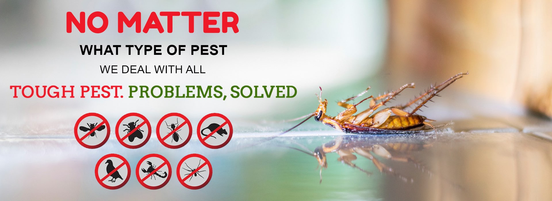 Best Pest Control service in Hyderabad